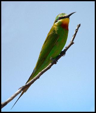 Bee-Eater